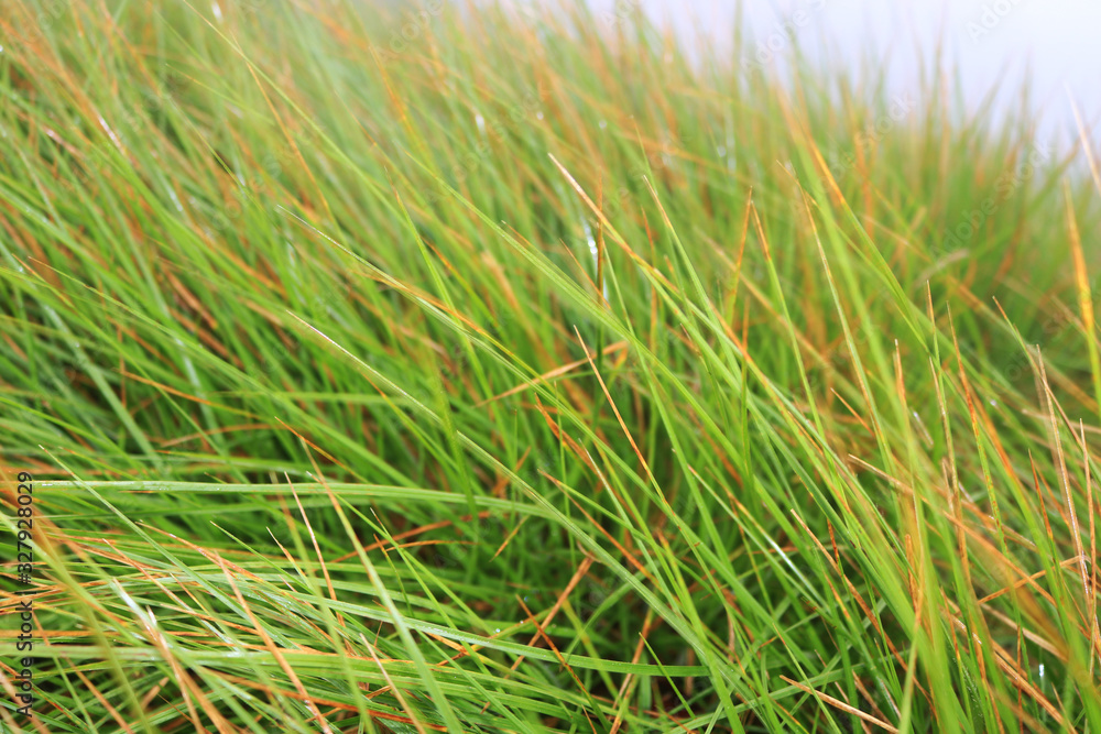 natural thin grass background image natural thin grass background image