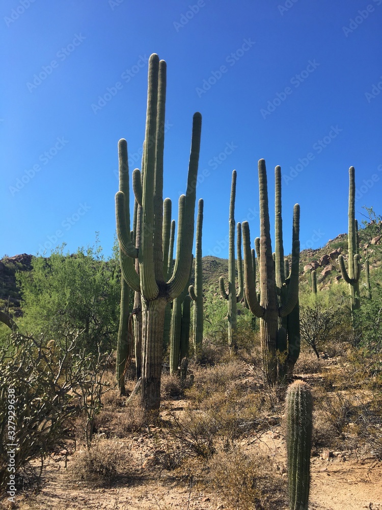 Cactus plants in the desert landscape 
