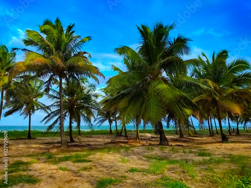 Fototapeta Naklejka Na Ścianę i Meble -  palm trees on beach