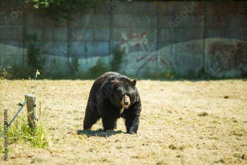 Ours brun nature dans un zoo