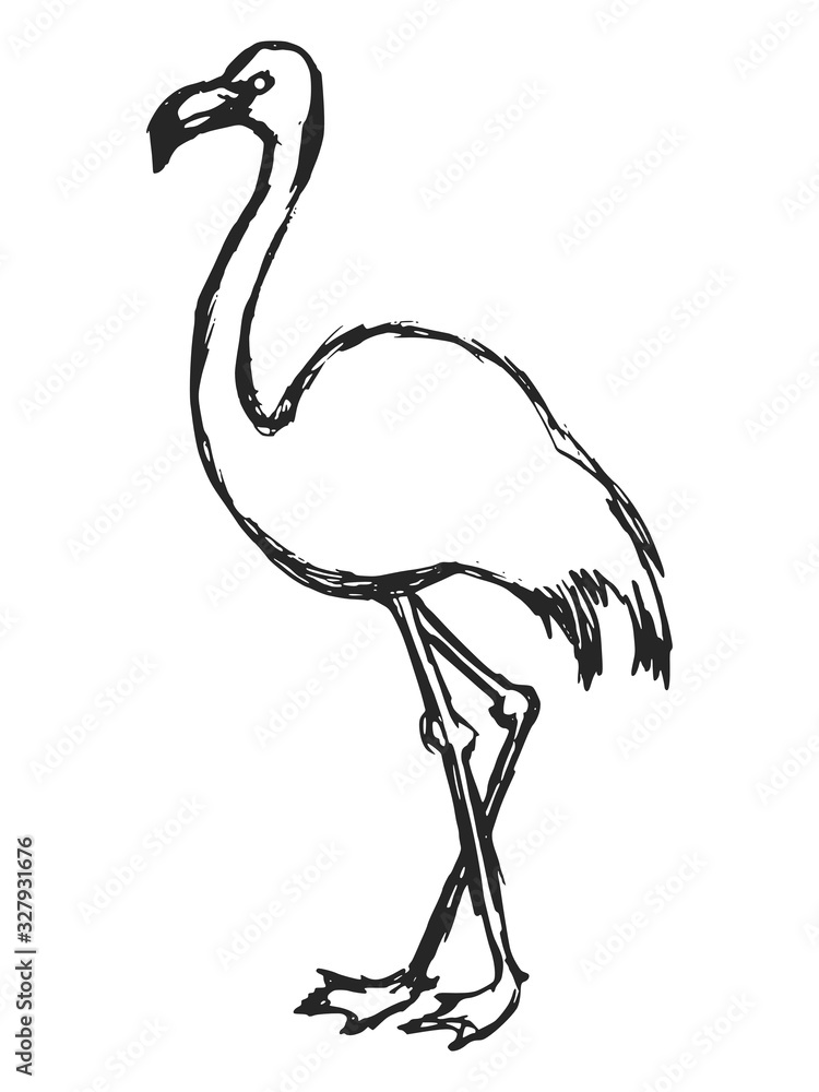 Vector sketch of flamingo