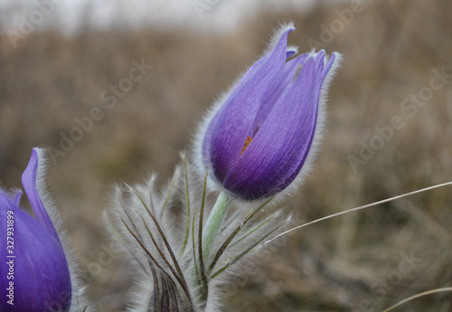 Foto pasqueflower  beautiful delicate flower close-up