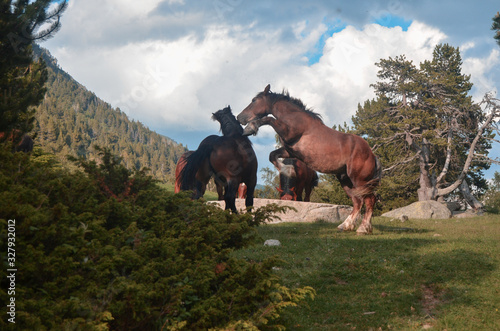Herd of horses in the wild playing on the mountain. (Pyrenees, Aragon, Spain) © Miguel