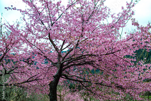 大山の河津桜