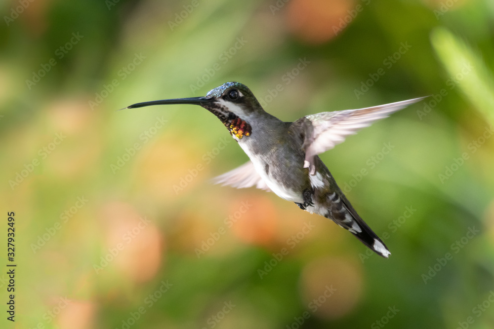 A Long-billed Starthroat hummingbird hovers in a tropical garden with a blurred background A Long-billed Starthroat hummingbird hovers in a tropical garden with a blurred background