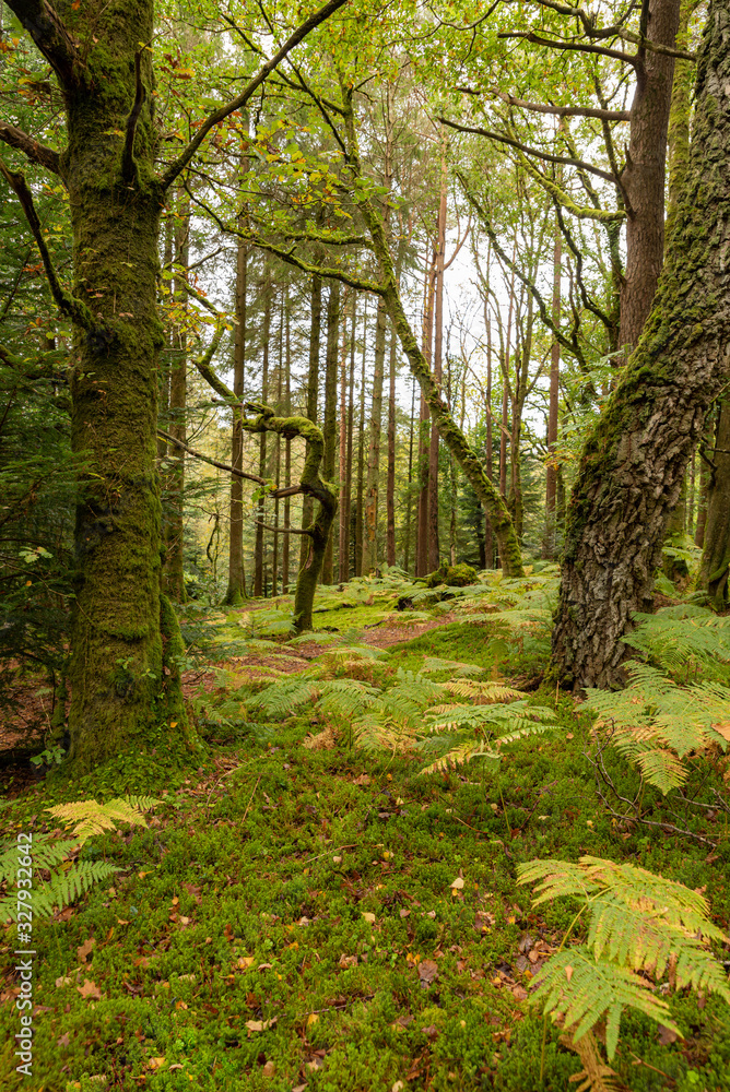 woodland scene, forest floor covered in bracken and moss, leads viewer between two tree trunks, to two trees in the background, one which leans to the left over, the other that's twisted and knarley
