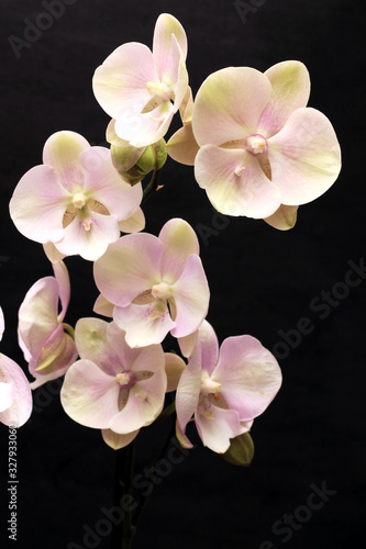 Large lilac green orchid petals on a black background. Perfect blank for a holiday card