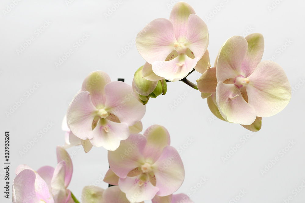 Large lilac green orchid petals on a white background. Perfect blank for a holiday card Large lilac green orchid petals on a white background. Perfect blank for a holiday card