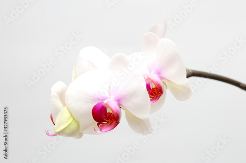 Large lilac green orchid petals on a white background. Perfect blank for a holiday card