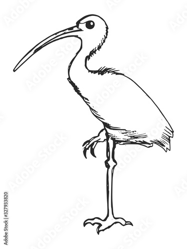 Vector sketch of ibis