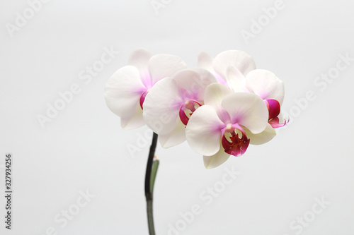 Fototapeta Naklejka Na Ścianę i Meble -  Large lilac green orchid petals on a white background. Perfect blank for a holiday card
