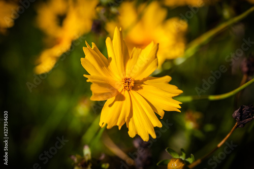 yellow flower in the garden