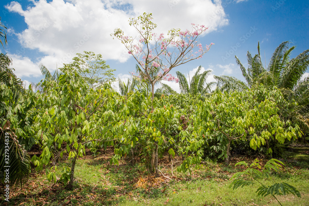 Sistema agro florestal Sistema agro florestal
