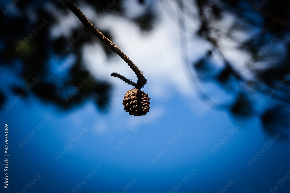 Pine cone on a branch with a blue sky background Pine cone on a branch with a blue sky background