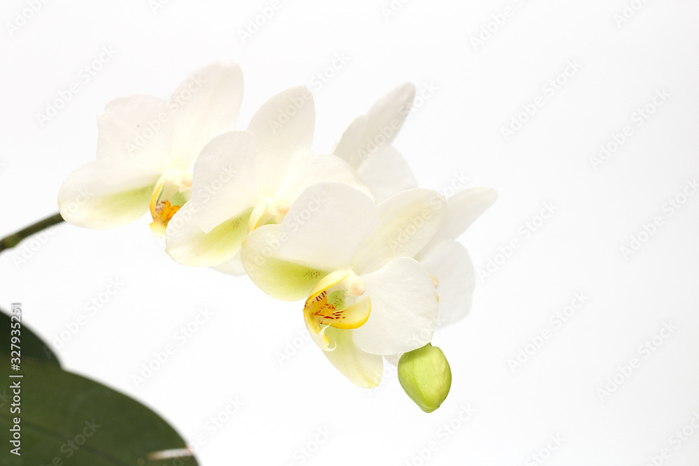 Obraz premium White-yellow orchid flowers isolated on white background. Perfect blank for a holiday card