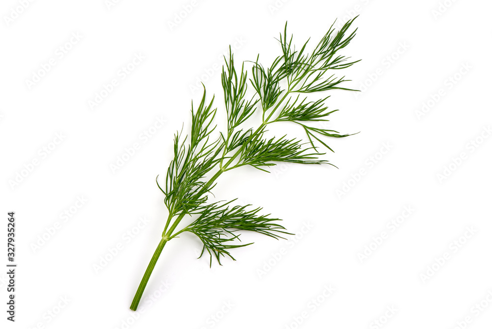 Fresh dill, isolated on white background Fresh dill, isolated on white background