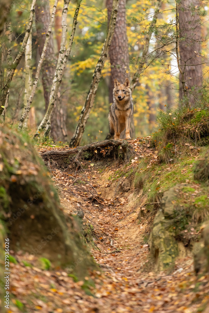 Lone wolf running in autumn forest Czech Republic Lone wolf running in autumn forest Czech Republic