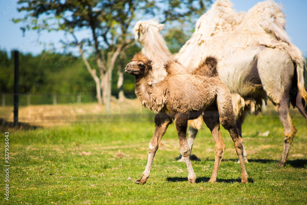Fototapeta premium Chameau
