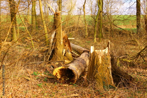 Umgefallener Baum in einem Wald bei Bad Sassendorf photo