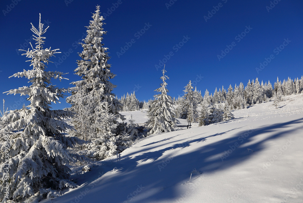 snowly trees in mountains snowly trees in mountains