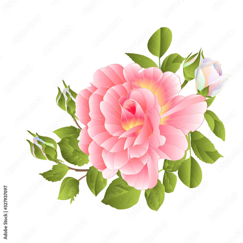 Bouquet  pink rose and buds  on a white background watercolor vintage vector botanical illustration editable hand draw