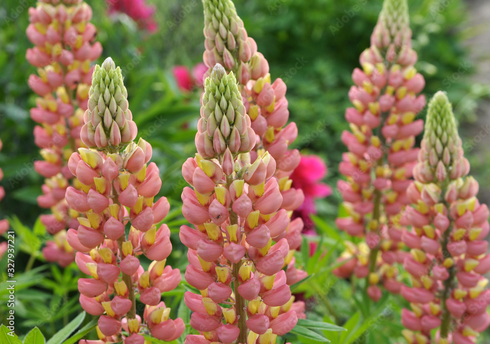Lupine blooms in the spring garden Lupine blooms in the spring garden