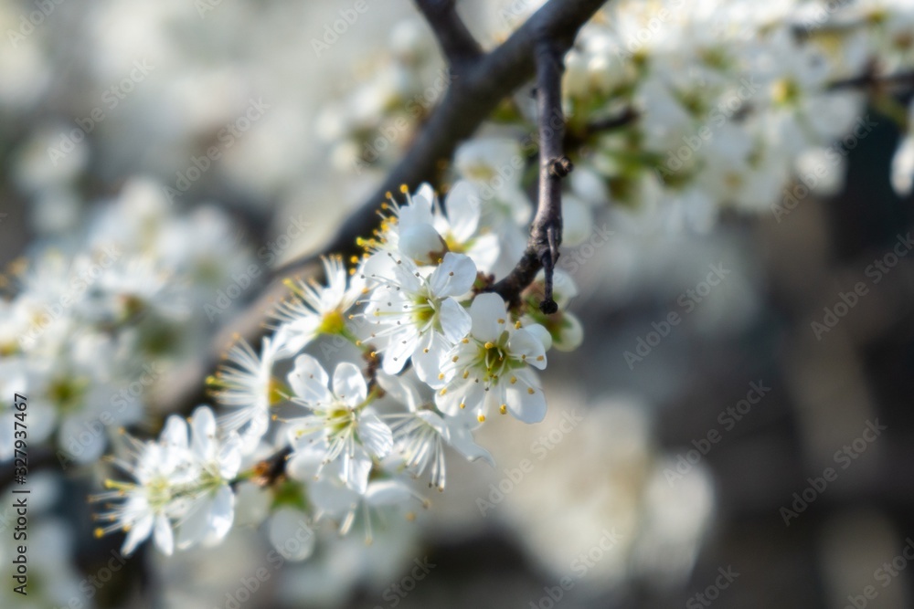 Spring tree flowering. White blooming tree. Slovakia Spring tree flowering. White blooming tree. Slovakia
