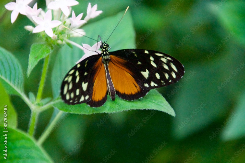 Schmetterlinge auf Blüten und Blättern Schmetterlinge auf Blüten und Blättern