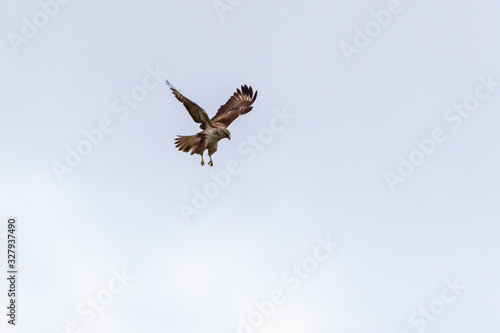 Osprey circling in the sky in search of prey