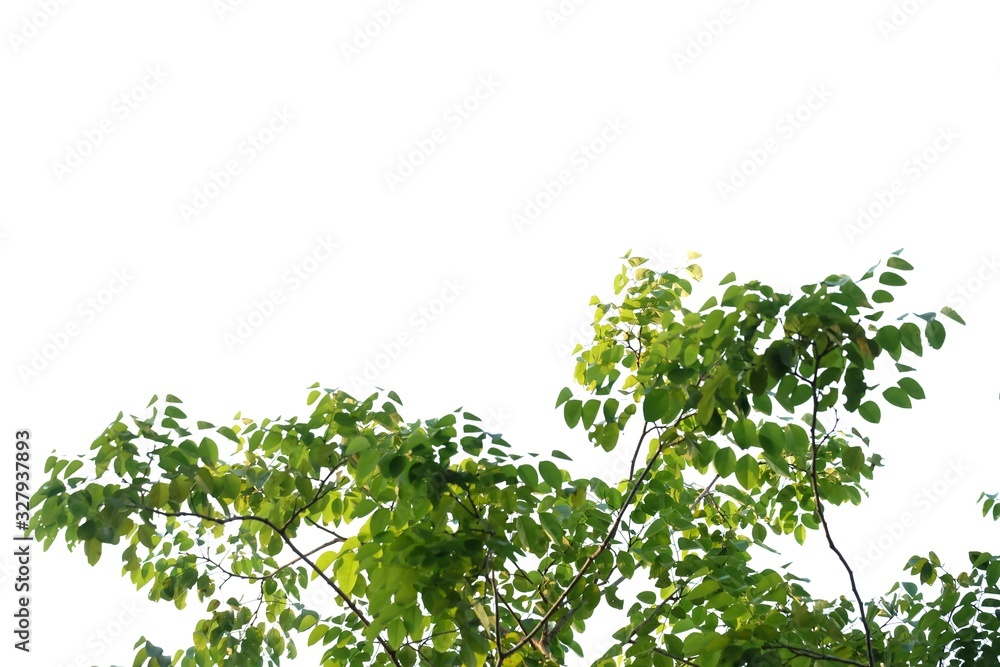 Fototapeta premium Tropical tree leaves on white isolated background for green foliage backdrop