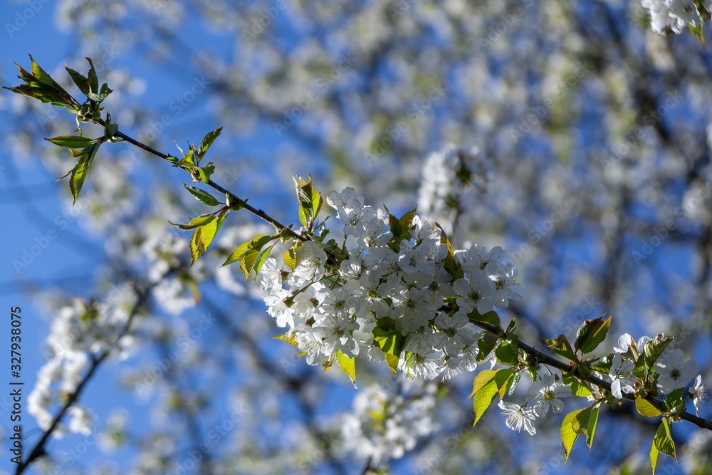 Spring tree flowering. White blooming tree. Slovakia Spring tree flowering. White blooming tree. Slovakia