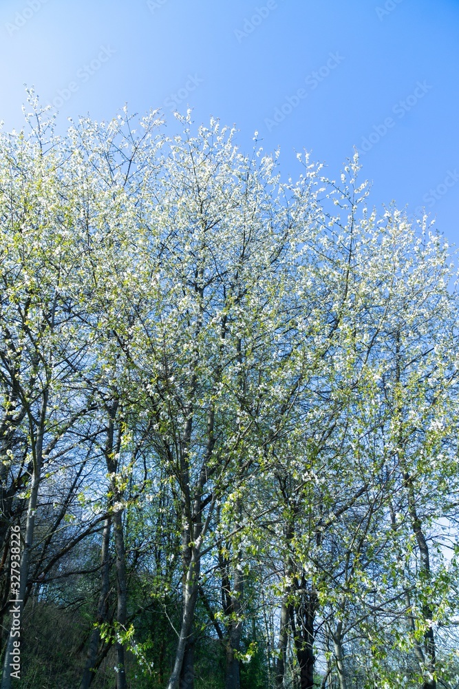 Spring tree flowering. White blooming tree. Slovakia Spring tree flowering. White blooming tree. Slovakia