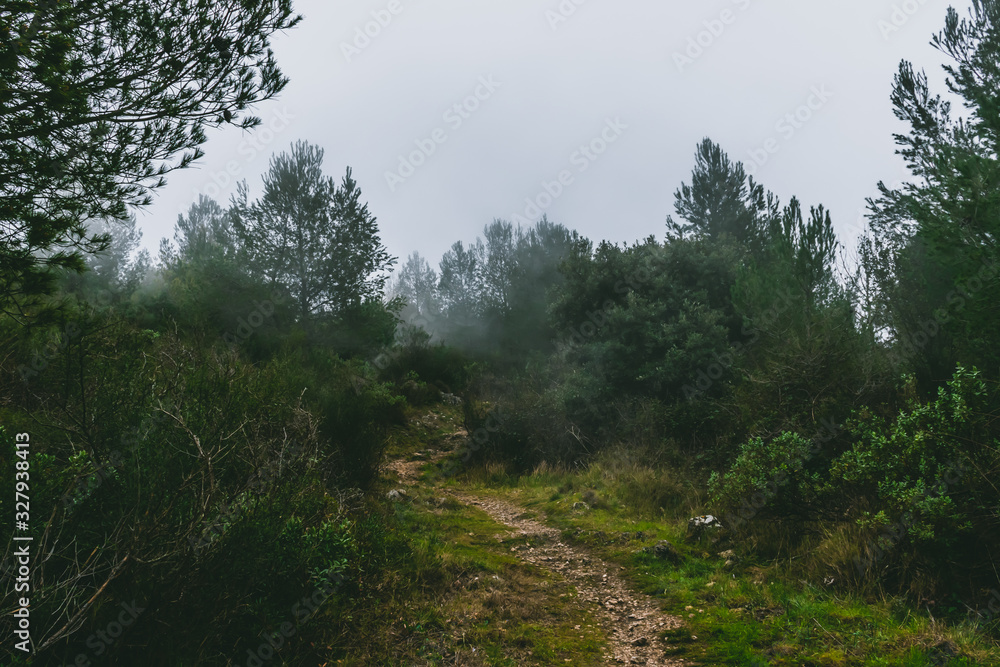 Obraz premium A hiking trail in a forest covered by a cloud on a foggy morning in the low French Alps mountains
