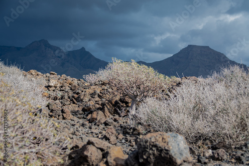 Balsamic euphorbia growing among stones. Gloomy mountains background with dark thunderclouds photo