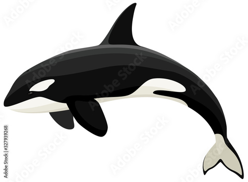 Vector illustration of an orca (killer whale). photo