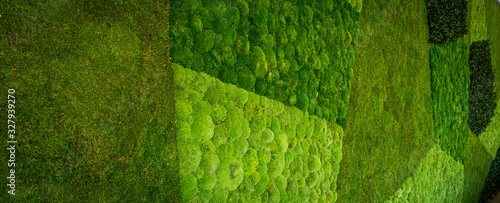 Photography living moss wall abstract