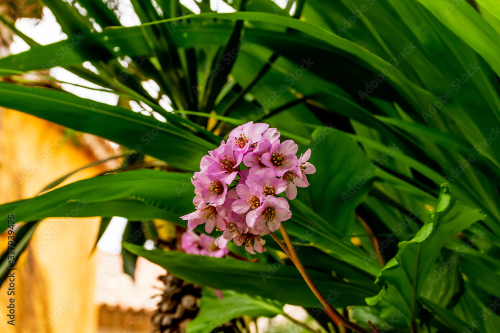 A close-up shot of the Bergenia crassifolia flowers blooming in an exotic tropical garden in Èze (Côte d'Azur, France) A close-up shot of the Bergenia crassifolia flowers blooming in an exotic tropical garden in Èze (Côte d'Azur, France)