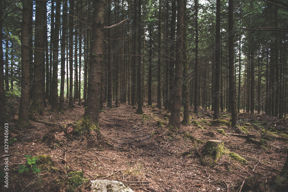 Bellever Woods - Dartmoor National Park - UK Bellever Woods - Dartmoor National Park - UK