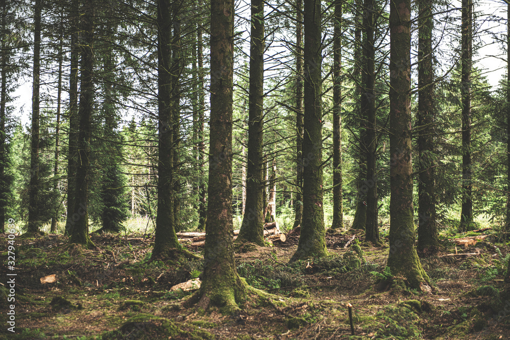 Obraz premium Bellever Woods - Dartmoor National Park - UK