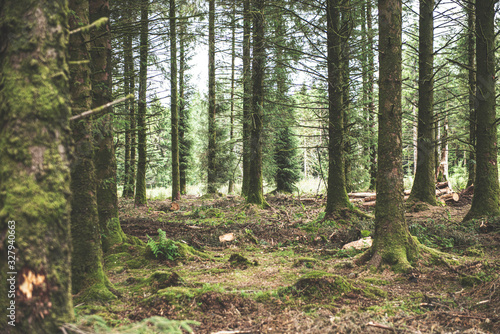 Bellever Woods - Dartmoor National Park - UK