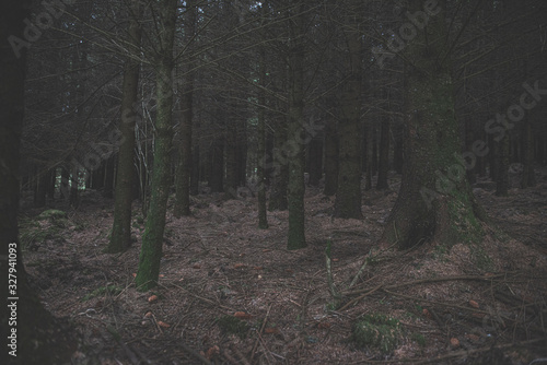 Bellever Woods - Dartmoor National Park - UK photo