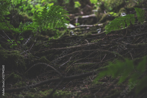 Bellever Woods - Dartmoor National Park - UK