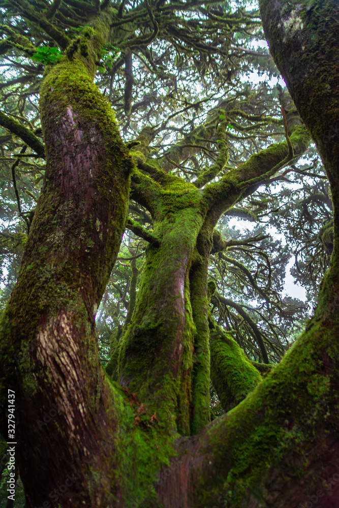 Fototapeta premium Mystical foggy forest with moss tree in Anaga Park on Tenerife island. Landmark of the Canary islands old forest landscape.