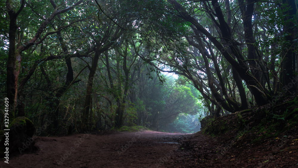 Mystical foggy forest with moss tree in Anaga Park on Tenerife island. Landmark of the Canary islands old forest landscape. Laurel forest in haze.