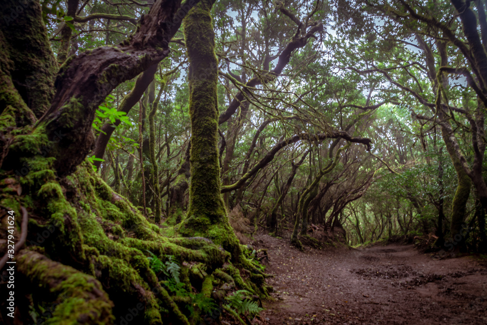 Mystical foggy forest with moss tree in Anaga Park on Tenerife island. Landmark of the Canary islands old forest landscape. Laurel forest in haze. Mystical foggy forest with moss tree in Anaga Park on Tenerife island. Landmark of the Canary islands old forest landscape. Laurel forest in haze.