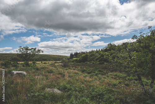 Bellever Woods - Dartmoor National Park - UK