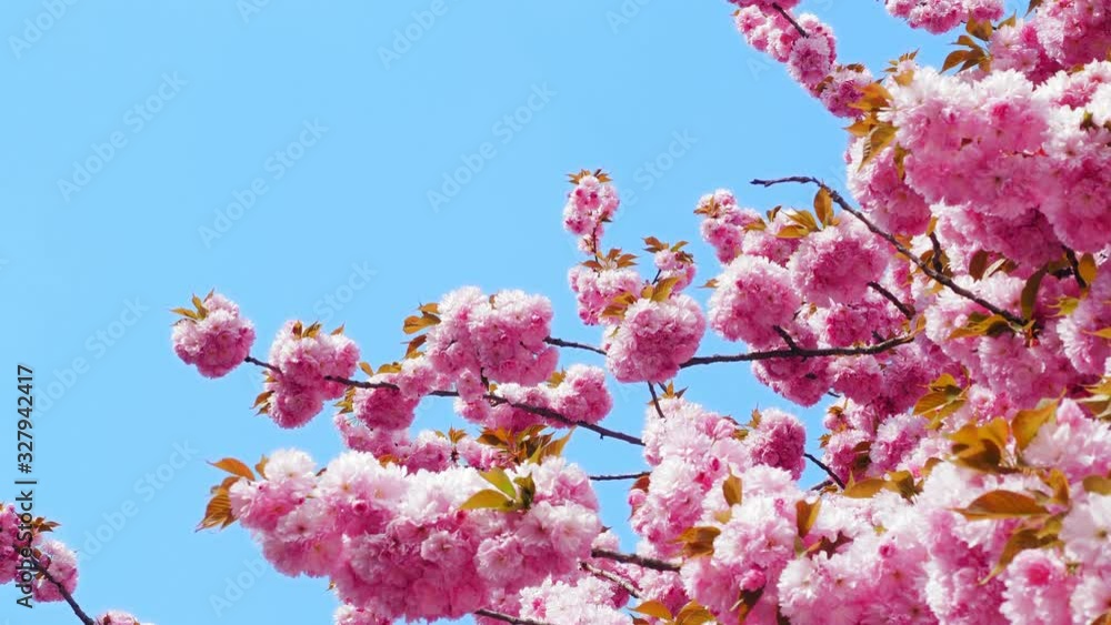 Pink flowers cherry blossom. Sakura tree branch in japanese garden. 4k UHD 2160p Pink flowers cherry blossom. Sakura tree branch in japanese garden. 4k UHD 2160p