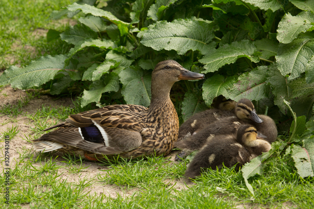 Mallard (Anas platyrhynchos), female. Mallard (Anas platyrhynchos), female.