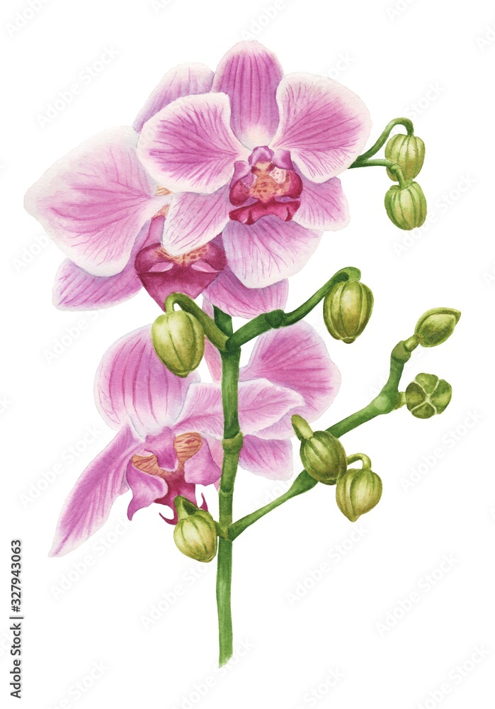 Fototapeta premium Watercolor pink orchid branch of flowers isolated on white background. Hand drawn botanical illustration.