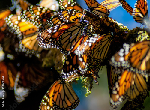 The Monarch Butterfly is a small and colorful flying insect that migrates from the United States and Canada to the forests of central Mexico between November and March